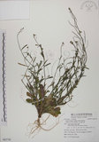 中文名:玉山筷子芥(S082736)學名:Arabis lyrata L. subsp. kamtschatica (Fisch. ex DC.) Hulten.(S082736)