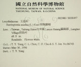 中文名:棋盤腳樹(S028497)學名:Barringtonia asiatica (L.) Kurz(S028497)