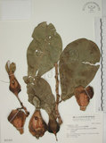 中文名:棋盤腳樹(S031455)學名:Barringtonia asiatica (L.) Kurz(S031455)