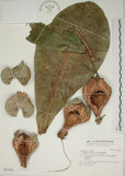 中文名:棋盤腳樹(S031456)學名:Barringtonia asiatica (L.) Kurz(S031456)
