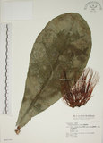 中文名:棋盤腳樹(S042798)學名:Barringtonia asiatica (L.) Kurz(S042798)