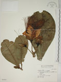 中文名:棋盤腳樹(S042951)學名:Barringtonia asiatica (L.) Kurz(S042951)