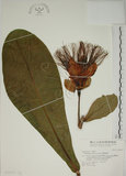 中文名:棋盤腳樹(S046777)學名:Barringtonia asiatica (L.) Kurz(S046777)