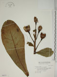 中文名:棋盤腳樹(S046777)學名:Barringtonia asiatica (L.) Kurz(S046777)