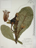 中文名:棋盤腳樹(S062977)學名:Barringtonia asiatica (L.) Kurz(S062977)