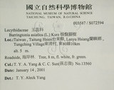 中文名:棋盤腳樹(S072594)學名:Barringtonia asiatica (L.) Kurz(S072594)