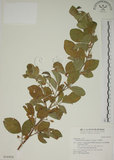 中文名:白木蘇花(S016952)學名:Dendrolobium umbellatum (L.) Benth.(S016952)英文名:Taiwan trickclover, Horse bush