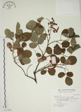 中文名:白木蘇花(S017429)學名:Dendrolobium umbellatum (L.) Benth.(S017429)英文名:Taiwan trickclover, Horse bush