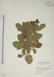 中文名:白木蘇花(S028133)學名:Dendrolobium umbellatum (L.) Benth.(S028133)英文名:Taiwan trickclover, Horse bush