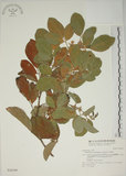 中文名:白木蘇花(S028399)學名:Dendrolobium umbellatum (L.) Benth.(S028399)英文名:Taiwan trickclover, Horse bush