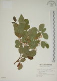 中文名:白木蘇花(S028477)學名:Dendrolobium umbellatum (L.) Benth.(S028477)英文名:Taiwan trickclover, Horse bush