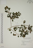 中文名:白木蘇花(S031280)學名:Dendrolobium umbellatum (L.) Benth.(S031280)英文名:Taiwan trickclover, Horse bush