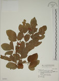 中文名:白木蘇花(S042901)學名:Dendrolobium umbellatum (L.) Benth.(S042901)英文名:Taiwan trickclover, Horse bush