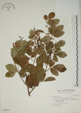 中文名:白木蘇花(S046675)學名:Dendrolobium umbellatum (L.) Benth.(S046675)英文名:Taiwan trickclover, Horse bush