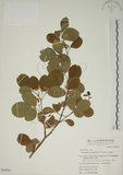 中文名:白木蘇花(S050920)學名:Dendrolobium umbellatum (L.) Benth.(S050920)英文名:Taiwan trickclover, Horse bush