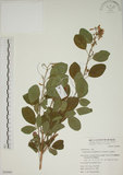 中文名:白木蘇花(S050981)學名:Dendrolobium umbellatum (L.) Benth.(S050981)英文名:Taiwan trickclover, Horse bush