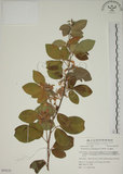 中文名:白木蘇花(S054135)學名:Dendrolobium umbellatum (L.) Benth.(S054135)英文名:Taiwan trickclover, Horse bush