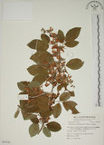 中文名:白木蘇花(S054143)學名:Dendrolobium umbellatum (L.) Benth.(S054143)英文名:Taiwan trickclover, Horse bush