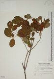 中文名:白木蘇花(S062804)學名:Dendrolobium umbellatum (L.) Benth.(S062804)英文名:Taiwan trickclover, Horse bush