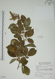 中文名:白木蘇花(S062939)學名:Dendrolobium umbellatum (L.) Benth.(S062939)英文名:Taiwan trickclover, Horse bush