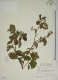中文名:白木蘇花(S063263)學名:Dendrolobium umbellatum (L.) Benth.(S063263)英文名:Taiwan trickclover, Horse bush