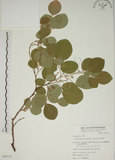 中文名:白木蘇花(S065113)學名:Dendrolobium umbellatum (L.) Benth.(S065113)英文名:Taiwan trickclover, Horse bush