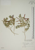 中文名:蘭嶼百脈根(S028478)學名:Lotus australis Andr.(S028478)