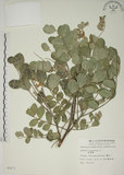 中文名:毛苦參(S006871)學名:Sophora tomentosa L.(S006871)英文名:Downy sophora