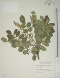 中文名:毛苦參(S006872)學名:Sophora tomentosa L.(S006872)英文名:Downy sophora