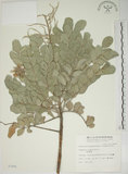 中文名:毛苦參(S007491)學名:Sophora tomentosa L.(S007491)英文名:Downy sophora