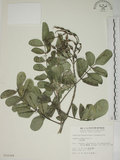 中文名:毛苦參(S010399)學名:Sophora tomentosa L.(S010399)英文名:Downy sophora