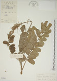 中文名:毛苦參(S029491)學名:Sophora tomentosa L.(S029491)英文名:Downy sophora