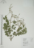 中文名:毛苦參(S034314)學名:Sophora tomentosa L.(S034314)英文名:Downy sophora