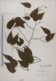 中文名:菊花木(S001040)學名:Bauhinia championii (Benth.) Benth.(S001040)英文名:Chrysanthemum Wood, Champion Bauhinia