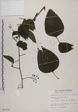 中文名:菊花木(S010324)學名:Bauhinia championii (Benth.) Benth.(S010324)英文名:Chrysanthemum Wood, Champion Bauhinia