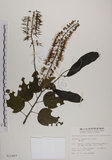中文名:菊花木(S011887)學名:Bauhinia championii (Benth.) Benth.(S011887)英文名:Chrysanthemum Wood, Champion Bauhinia
