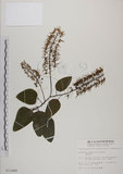 中文名:菊花木(S011888)學名:Bauhinia championii (Benth.) Benth.(S011888)英文名:Chrysanthemum Wood, Champion Bauhinia