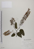 中文名:菊花木(S011889)學名:Bauhinia championii (Benth.) Benth.(S011889)英文名:Chrysanthemum Wood, Champion Bauhinia