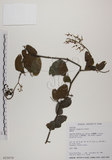 中文名:菊花木(S015679)學名:Bauhinia championii (Benth.) Benth.(S015679)英文名:Chrysanthemum Wood, Champion Bauhinia