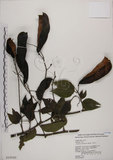 中文名:菊花木(S018541)學名:Bauhinia championii (Benth.) Benth.(S018541)英文名:Chrysanthemum Wood, Champion Bauhinia