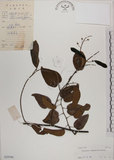 中文名:菊花木(S029700)學名:Bauhinia championii (Benth.) Benth.(S029700)英文名:Chrysanthemum Wood, Champion Bauhinia