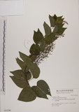 中文名:菊花木(S031296)學名:Bauhinia championii (Benth.) Benth.(S031296)英文名:Chrysanthemum Wood, Champion Bauhinia