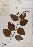 中文名:菊花木(S037473)學名:Bauhinia championii (Benth.) Benth.(S037473)英文名:Chrysanthemum Wood, Champion Bauhinia