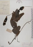 中文名:菊花木(S038586)學名:Bauhinia championii (Benth.) Benth.(S038586)英文名:Chrysanthemum Wood, Champion Bauhinia