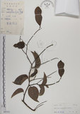 中文名:菊花木(S045351)學名:Bauhinia championii (Benth.) Benth.(S045351)英文名:Chrysanthemum Wood, Champion Bauhinia