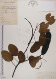 中文名:菊花木(S045481)學名:Bauhinia championii (Benth.) Benth.(S045481)英文名:Chrysanthemum Wood, Champion Bauhinia