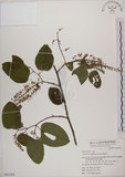 中文名:菊花木(S051354)學名:Bauhinia championii (Benth.) Benth.(S051354)英文名:Chrysanthemum Wood, Champion Bauhinia