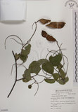 中文名:菊花木(S053838)學名:Bauhinia championii (Benth.) Benth.(S053838)英文名:Chrysanthemum Wood, Champion Bauhinia