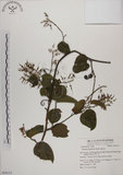 中文名:菊花木(S054113)學名:Bauhinia championii (Benth.) Benth.(S054113)英文名:Chrysanthemum Wood, Champion Bauhinia
