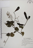 中文名:菊花木(S054114)學名:Bauhinia championii (Benth.) Benth.(S054114)英文名:Chrysanthemum Wood, Champion Bauhinia
